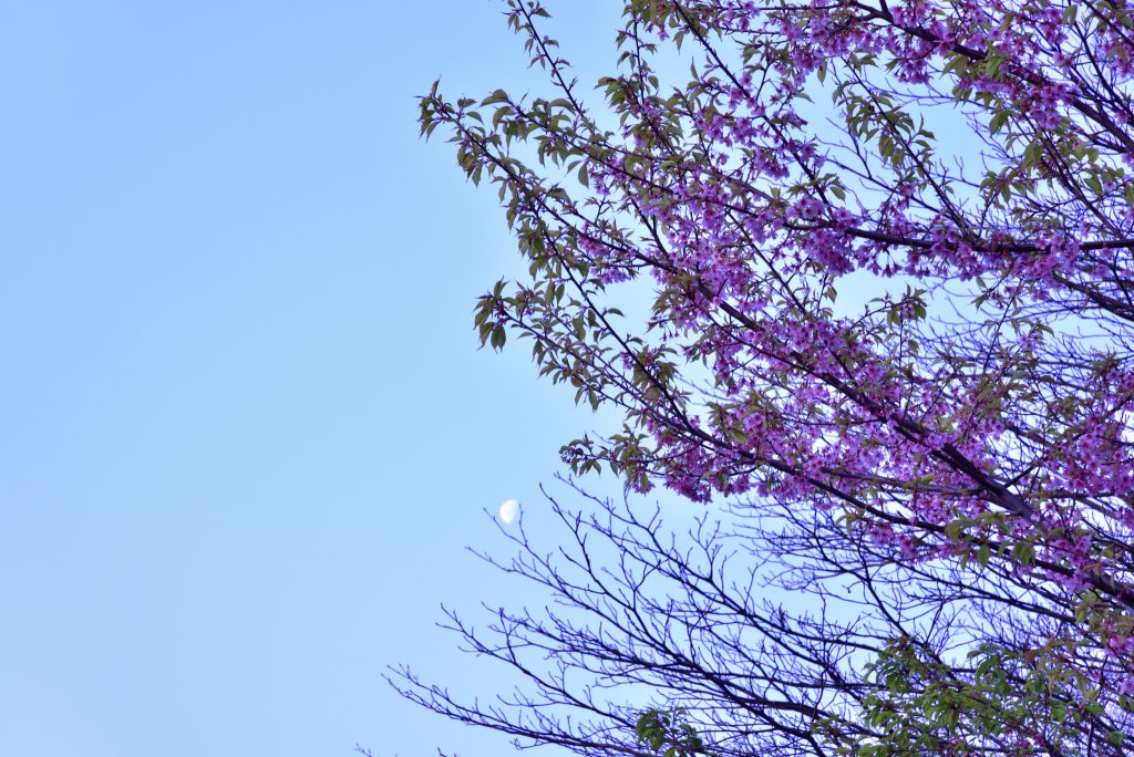西鶴間8丁目 南鶴間いこいの森 桜と月です