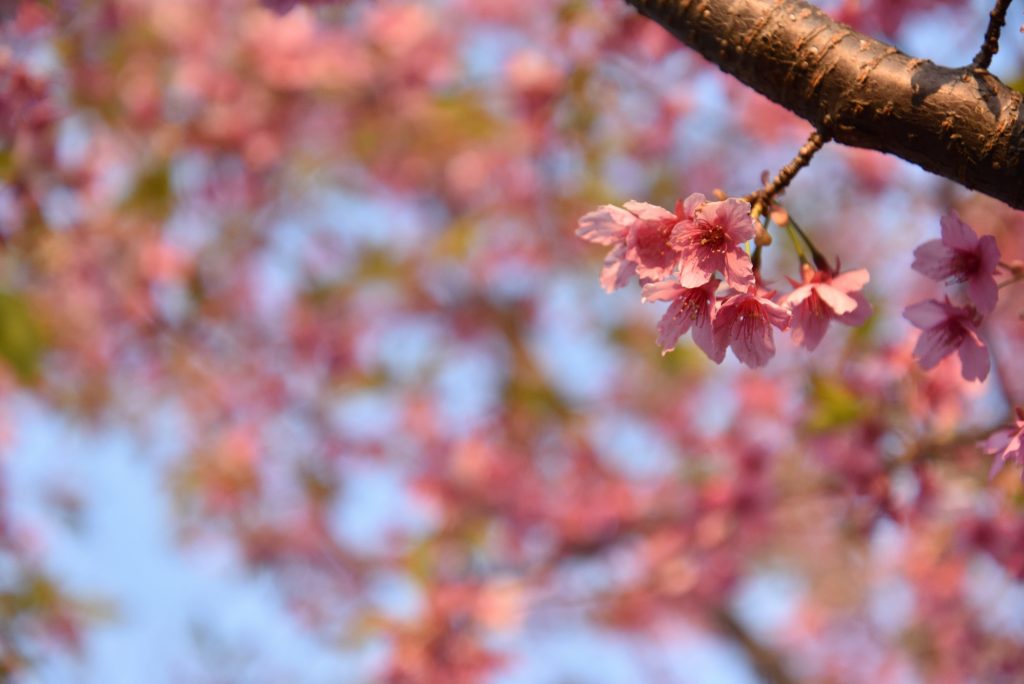 西鶴間8丁目 南鶴間いこいの森の桜の花です