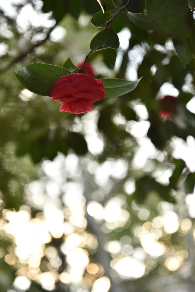 中央林間西4丁目 宇都宮記念公園「みどりの森」椿の花です