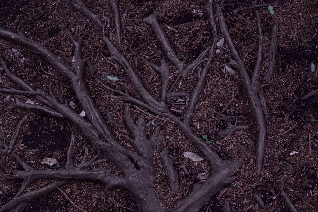 鶴間公園 木の根が描いたアートです