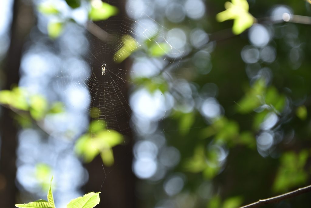 泉の森 2017年4月8日 日を受けるクモの糸です