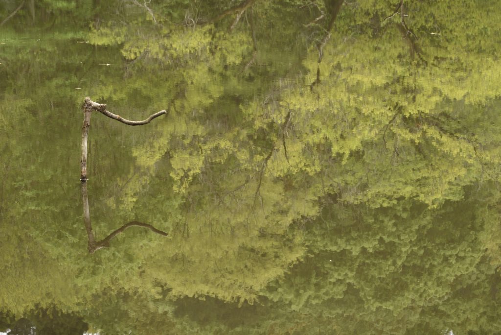 座間谷戸山公園 水鳥の池に映る木々です