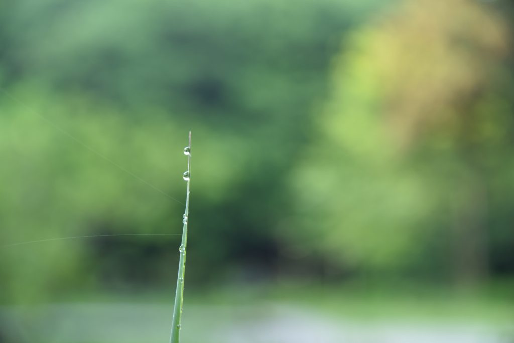 座間谷戸山公園 朝露とクモの糸です