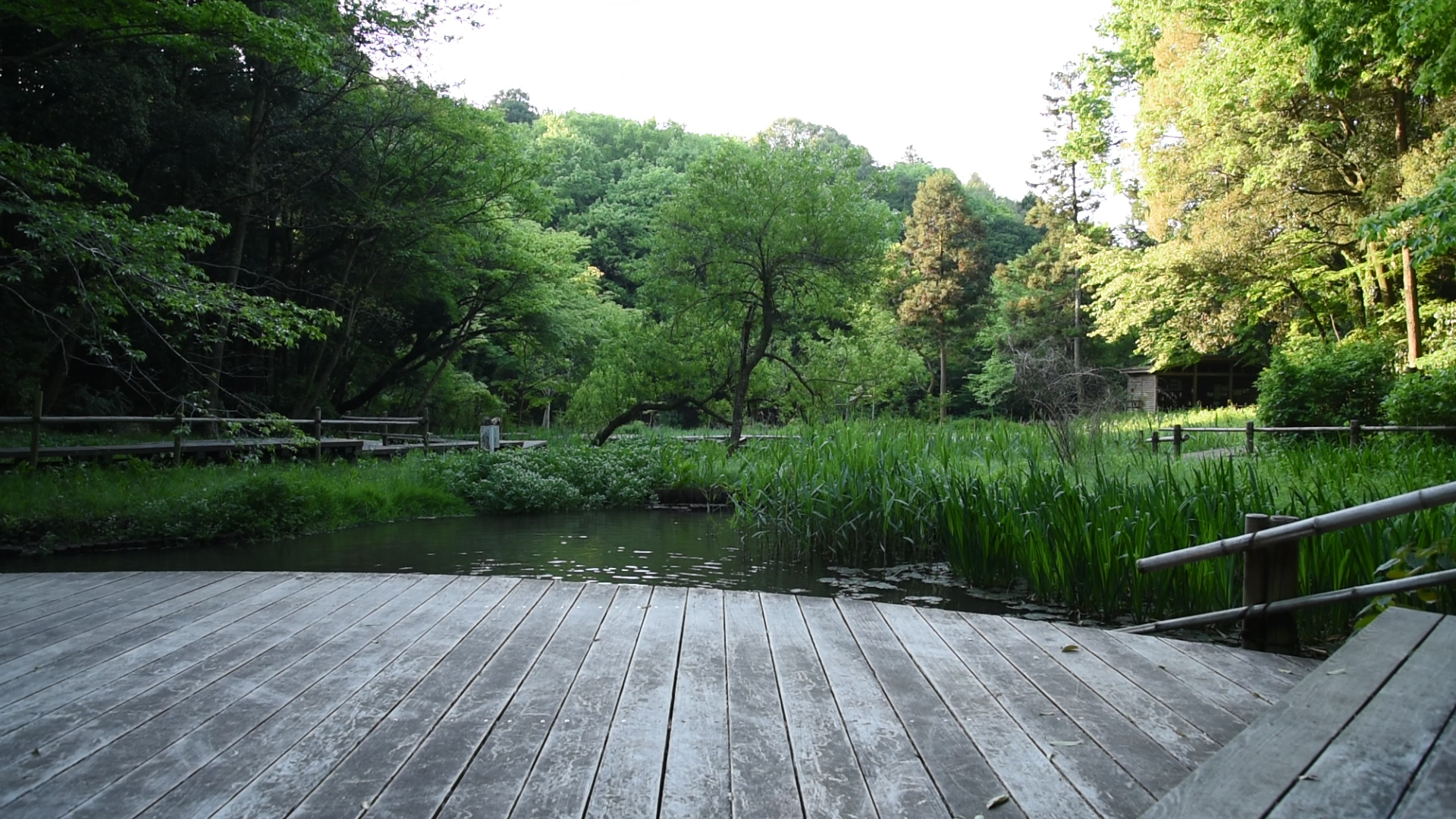 谷戸山公園 2022年12月29日㈮ 11月25日㈮ 10月28日㈮ 6月10日㈮ | 座間の自然 | 0462.net(ゼロヨンロクニ ...