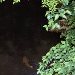 武蔵境 玉川上水の鯉です