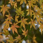 鶴間公園 2017年11月27日 紅葉のパターンです