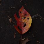 鶴間公園 2017年11月27日 黒土に映える紅葉です