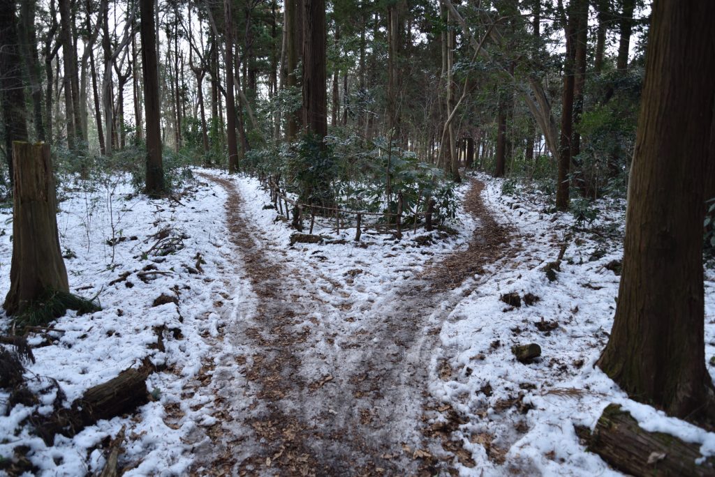 つるま自然の森 2018月1月26日 雪の分かれ道
