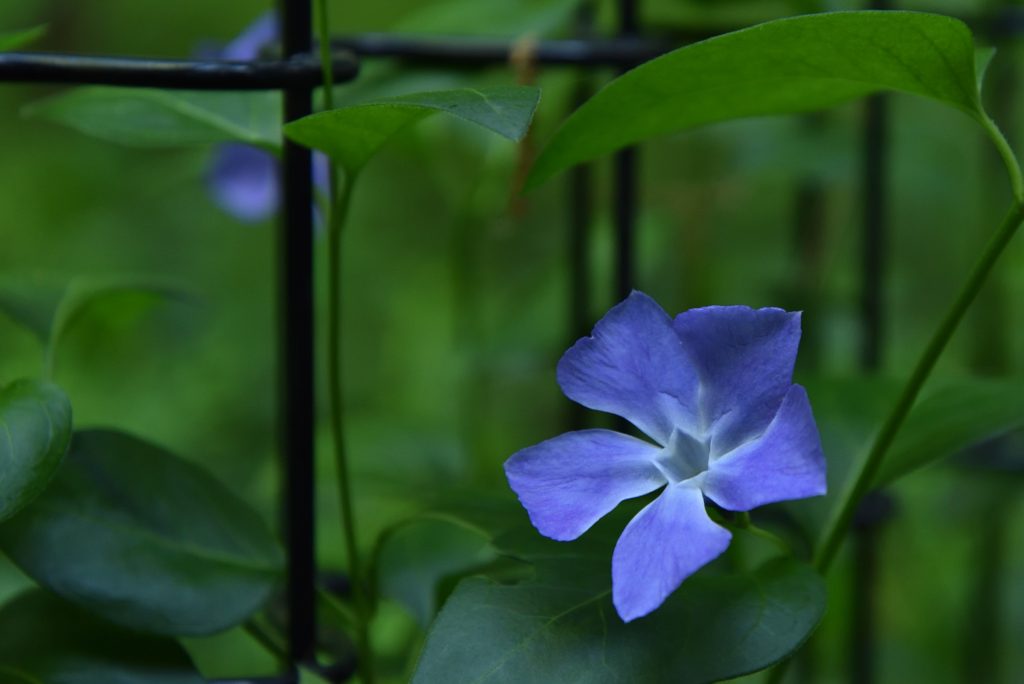 つるま自然の森 2018月4月26日 黒いフェンスと青い花