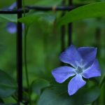 つるま自然の森 2018月4月26日 黒いフェンスと青い花