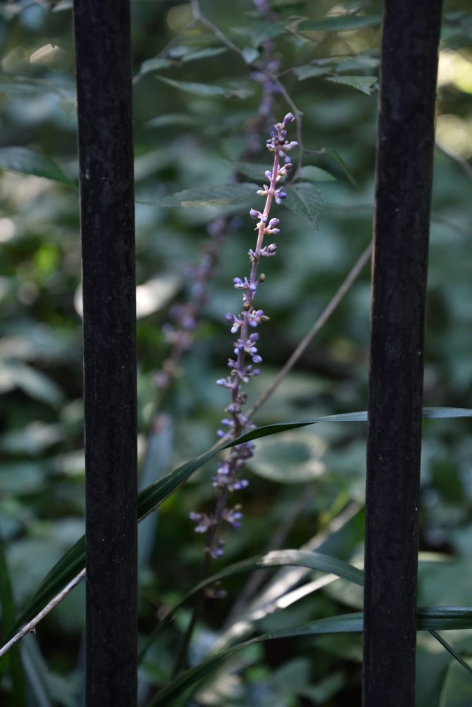 2018年8月18日 東林ふれあいの森 鉄パイプと紫の植物です
